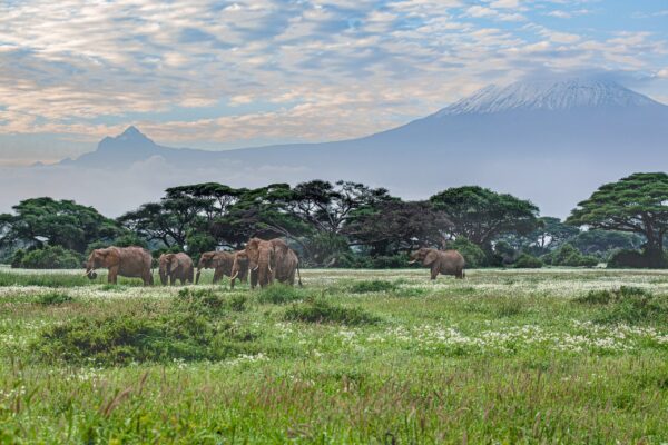 Amboseli Solar and Cold Storage